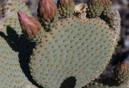 cacus blooms